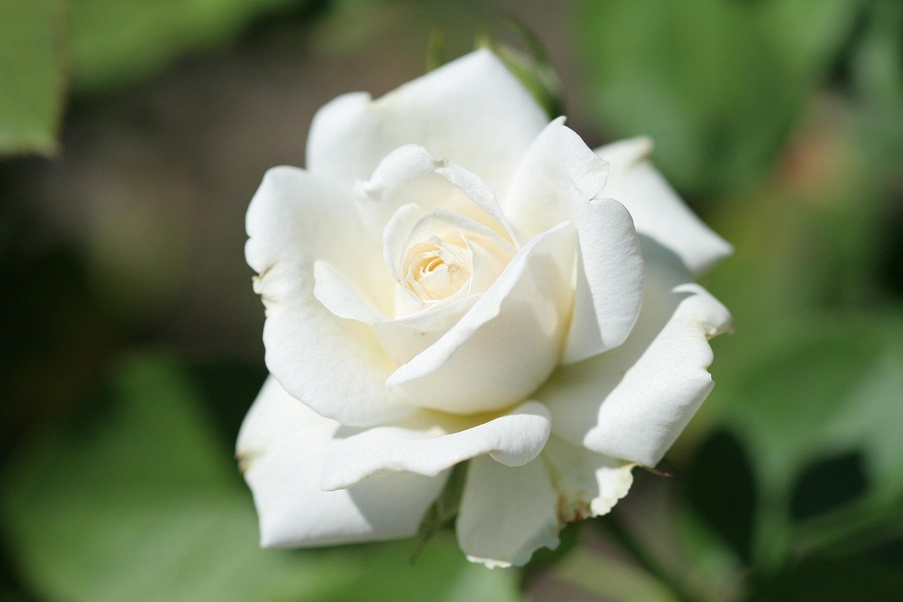 shrub rose, rosa 'paloma blanca, white, white flower, white roses, pink, white petals