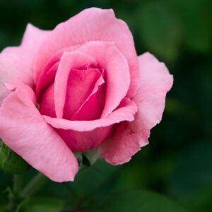 Beautiful close-up of a pink rose in full bloom with lush green leaves.