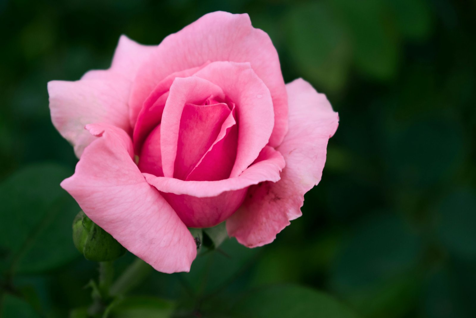 Beautiful close-up of a pink rose in full bloom with lush green leaves.
